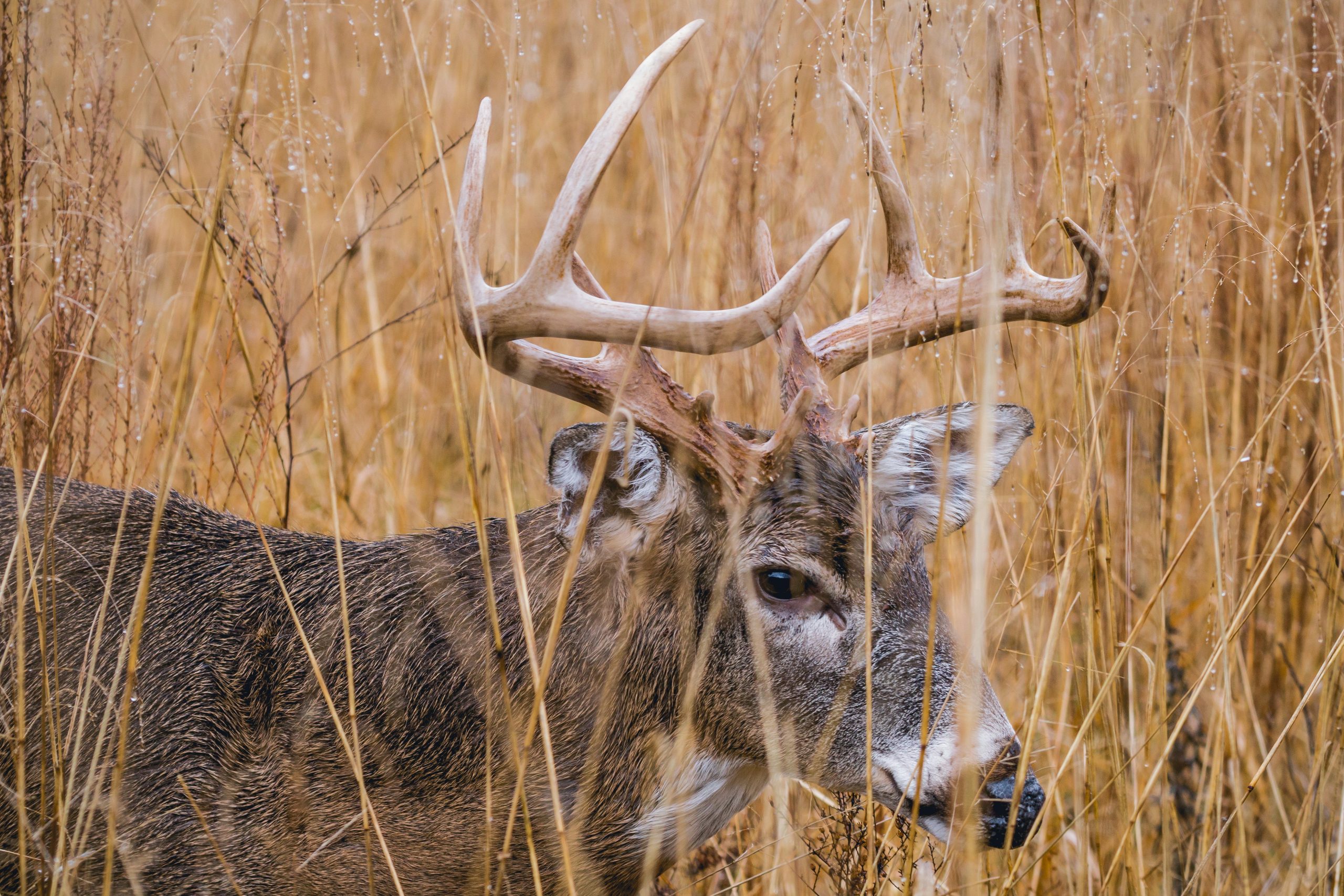 anthony-roberts-62SSgxmRf2Y-unsplash A young buck deer, with developing antlers, stands alert in a natural setting, signaling its readiness for the upcoming deer hunting season
