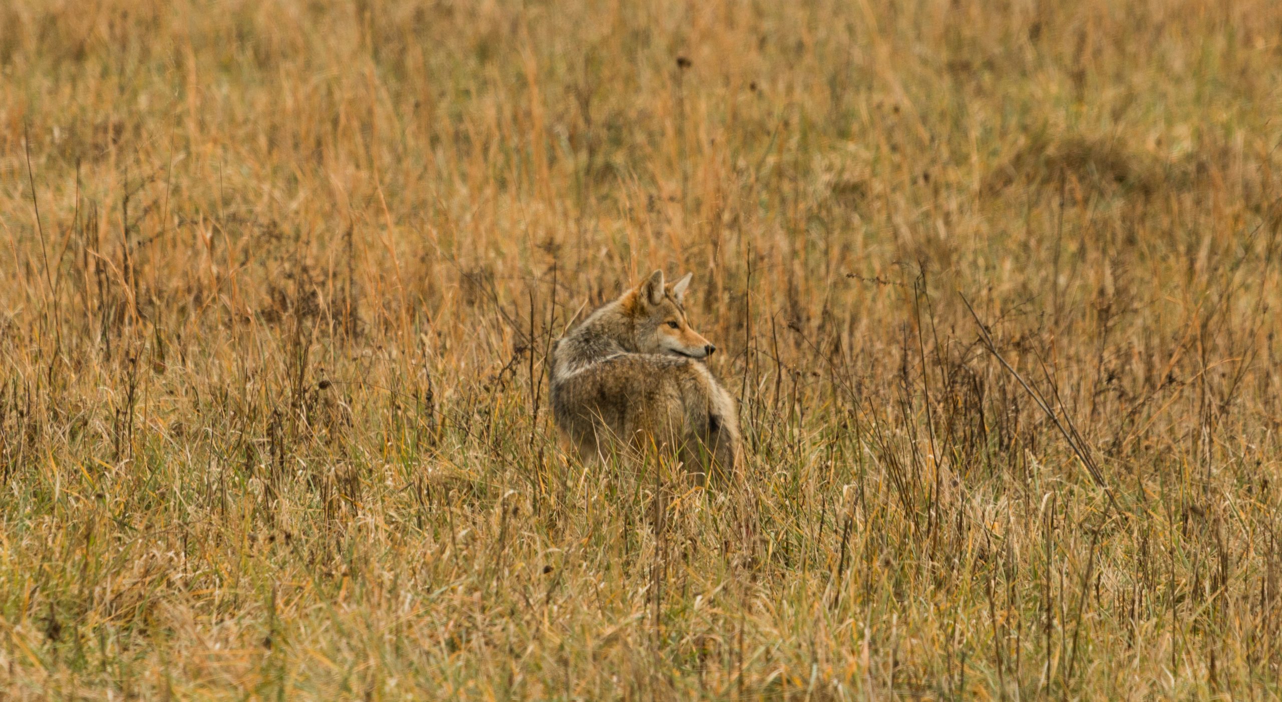 A sleek coyote stands alert on green grass, its watchful gaze and keen features perfect for targeting during Night Hunts.