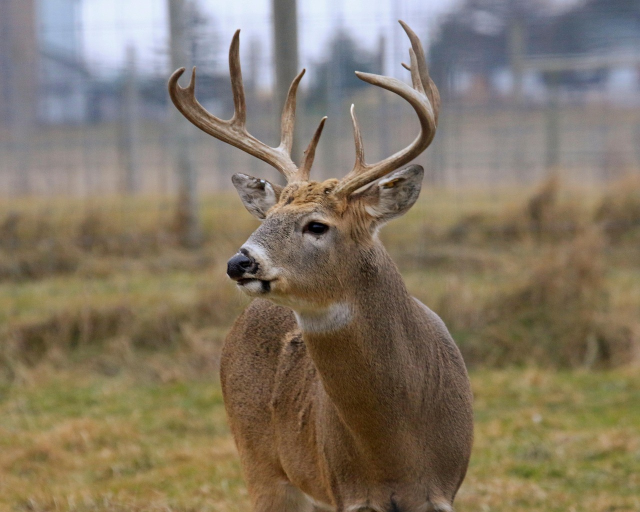 deer-5773990_1280 A young buck deer, with developing antlers, stands alert in a natural setting, signaling its readiness for the upcoming deer hunting season