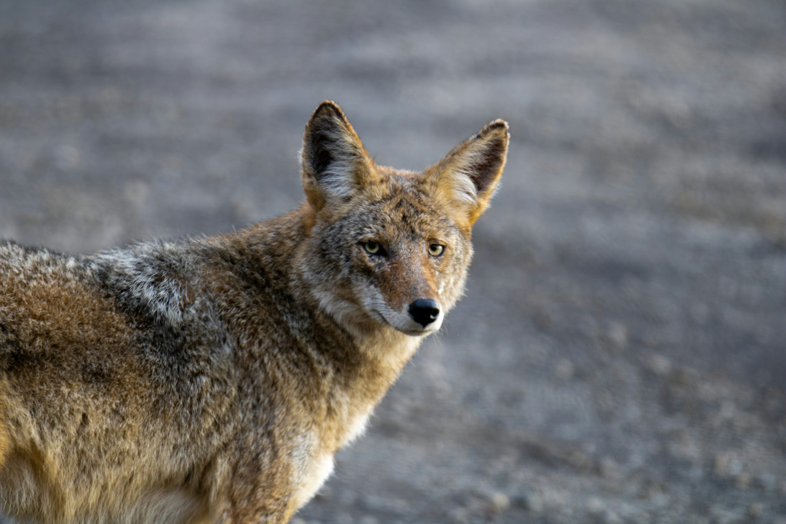 image of a coyote