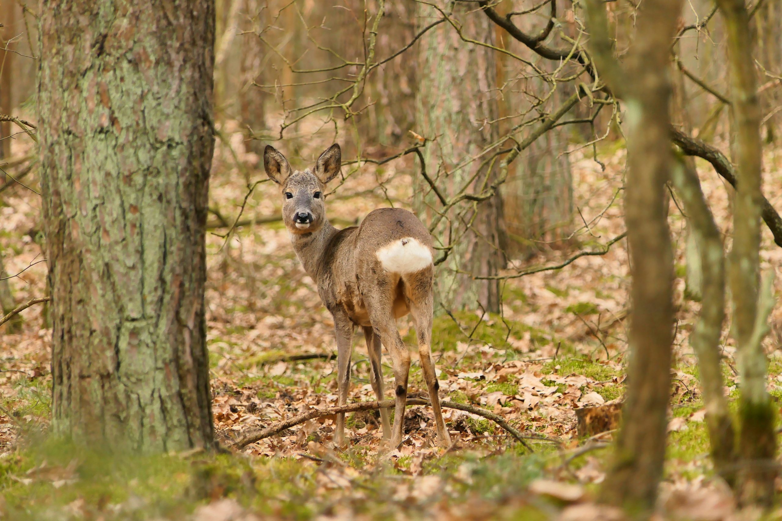 A Kansas deer hunting guide watching a deer in the wilderness.