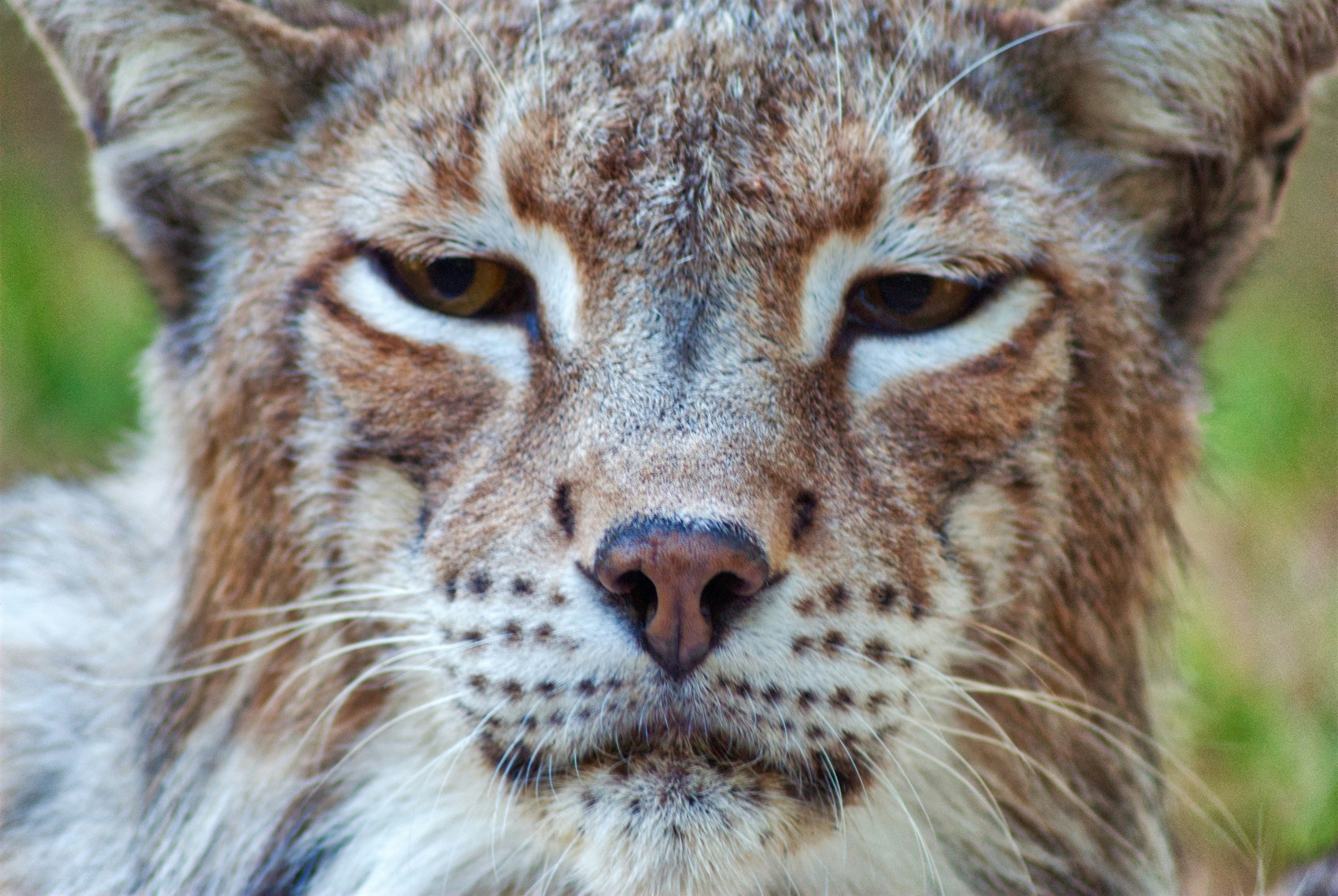 Encounter a lynx close-up with us as your Kansas deer hunting guide.