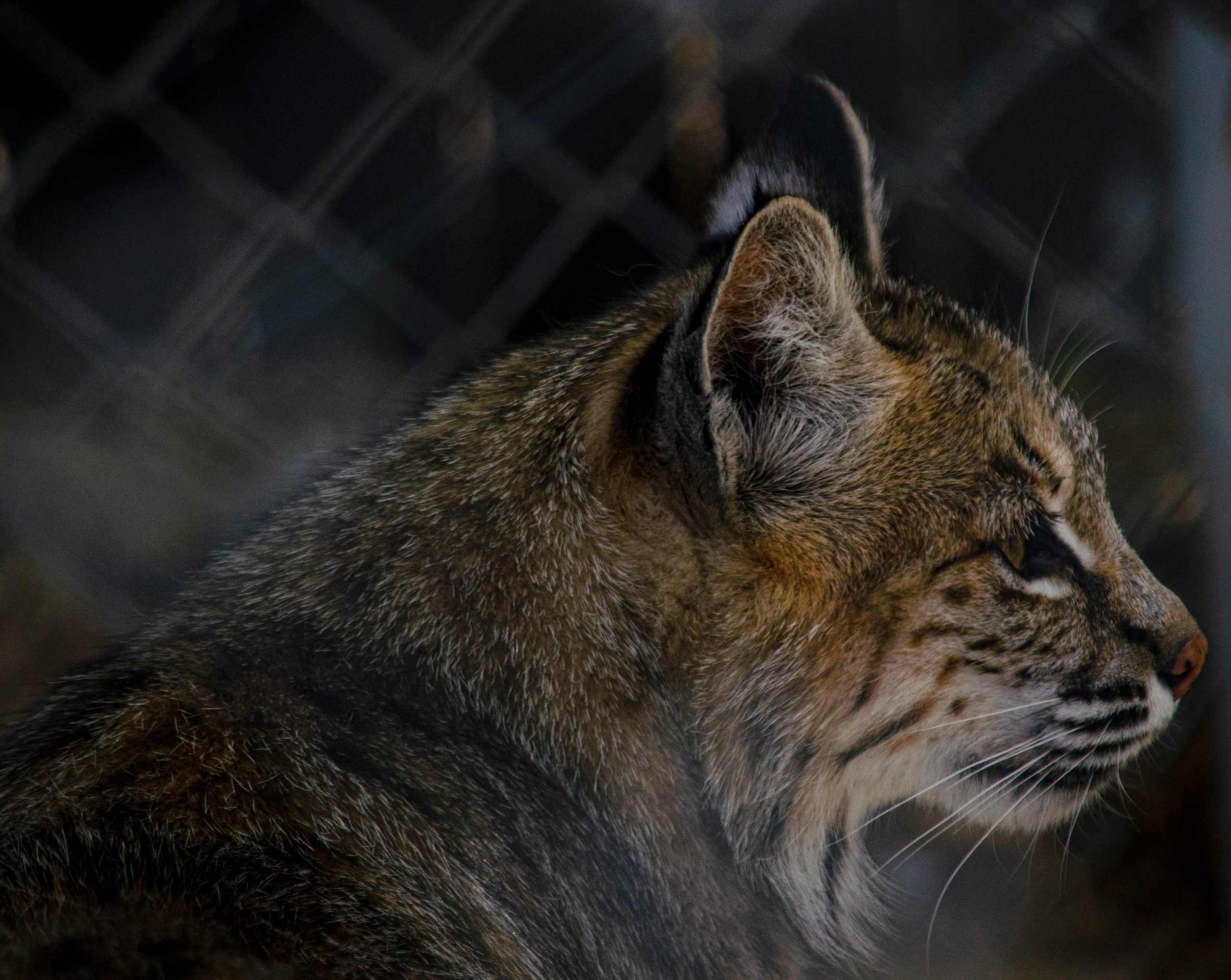 A piercing close-up of a bobcat's face, its intense green eyes and detailed spotted fur perfectly capture its essence for Night Hunts.