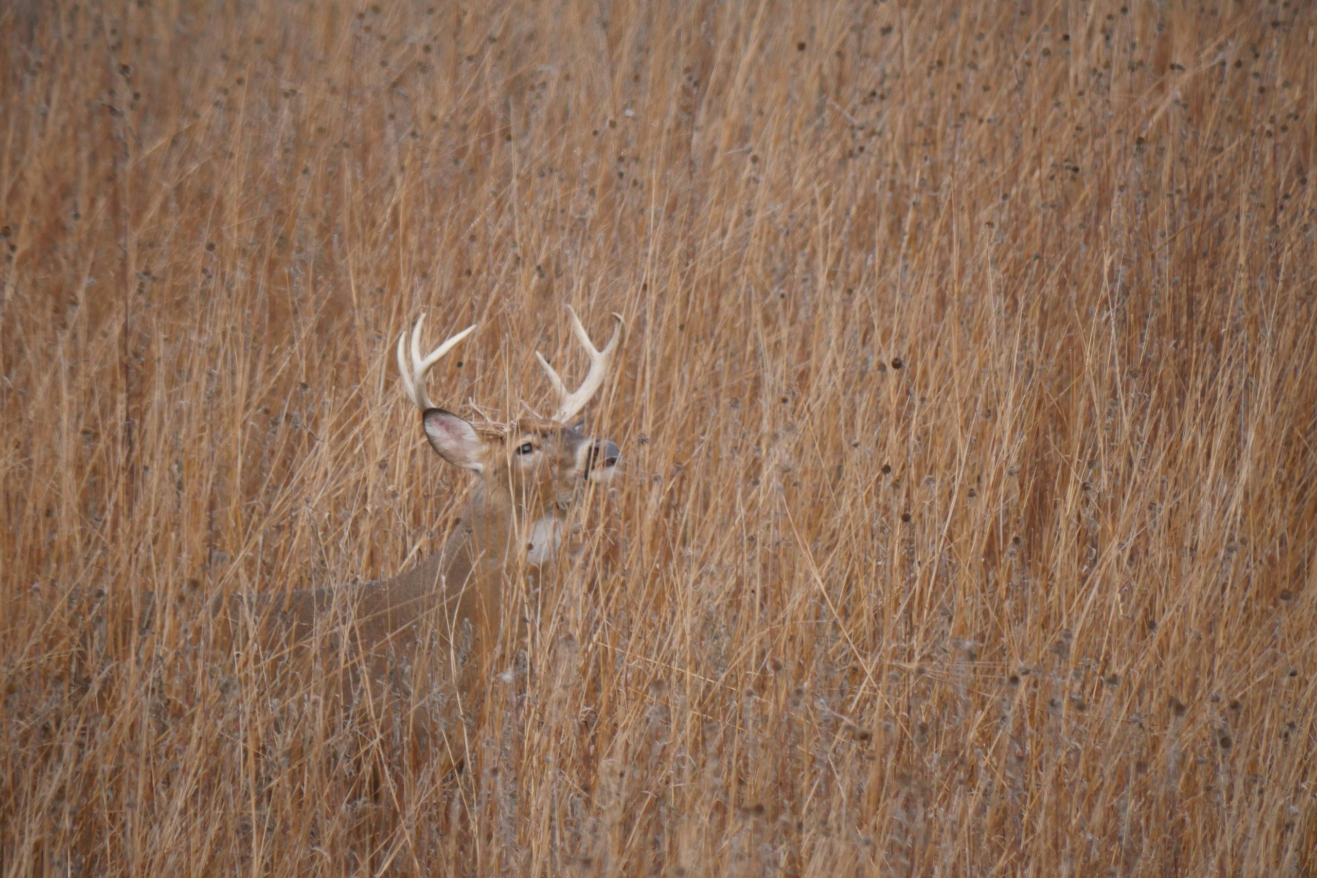 a mule buck deer surrounded by grass