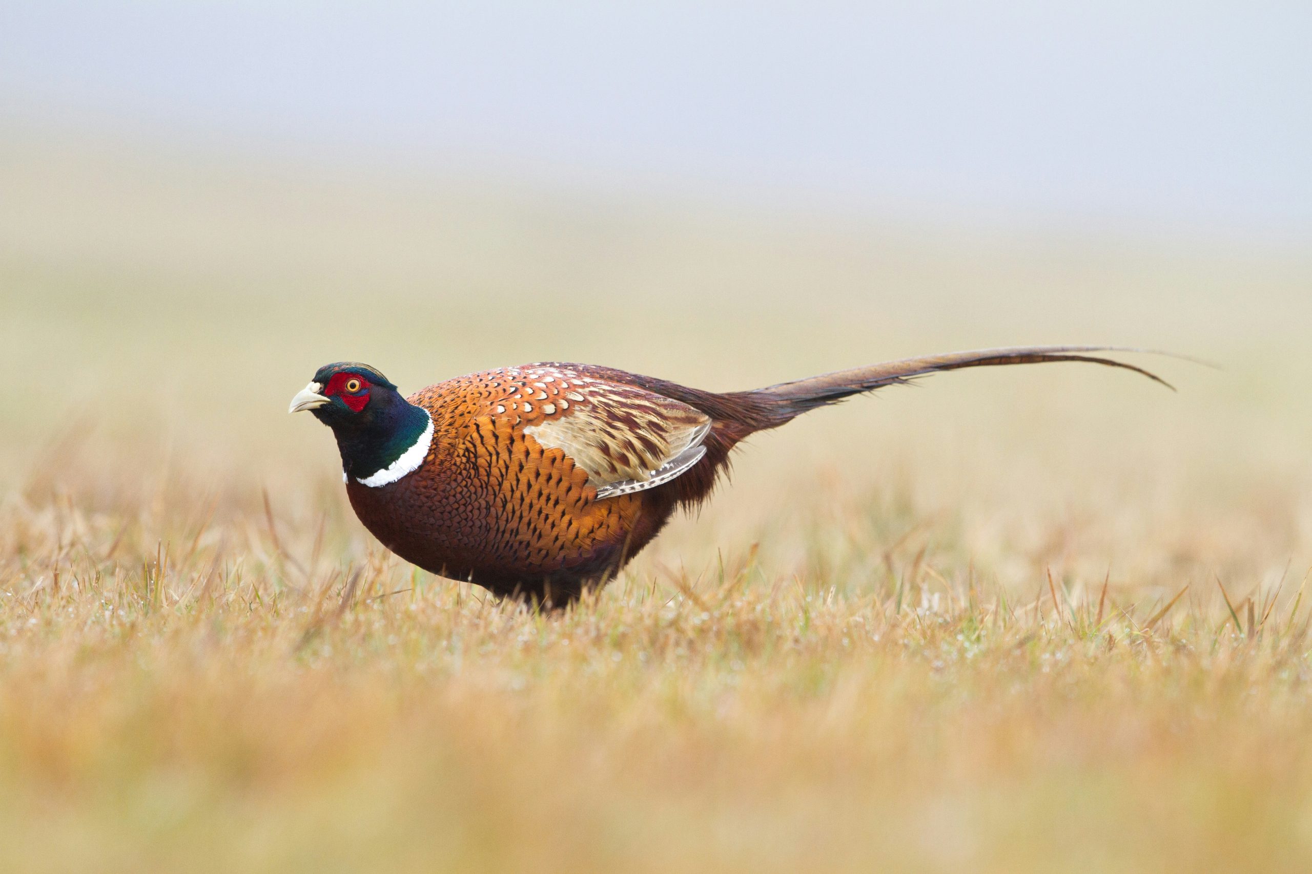 A vibrant pheasant with distinctive plumage stands partially hidden in a field, an exciting find for Bird Hunts