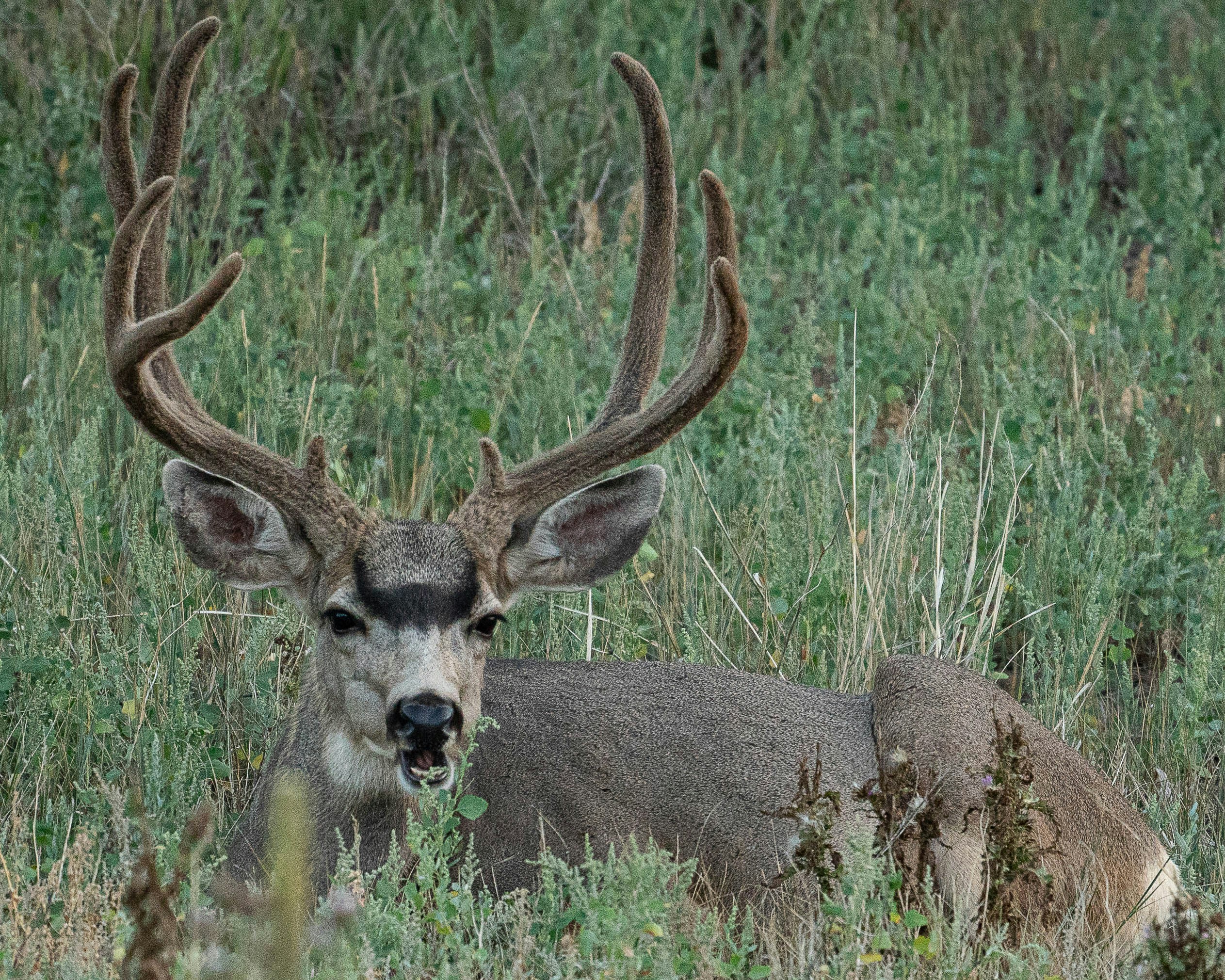 mary-kapka-fLX9Q8zTBwU-unsplash A young buck deer, with developing antlers, stands alert and ready for the upcoming deer hunting season