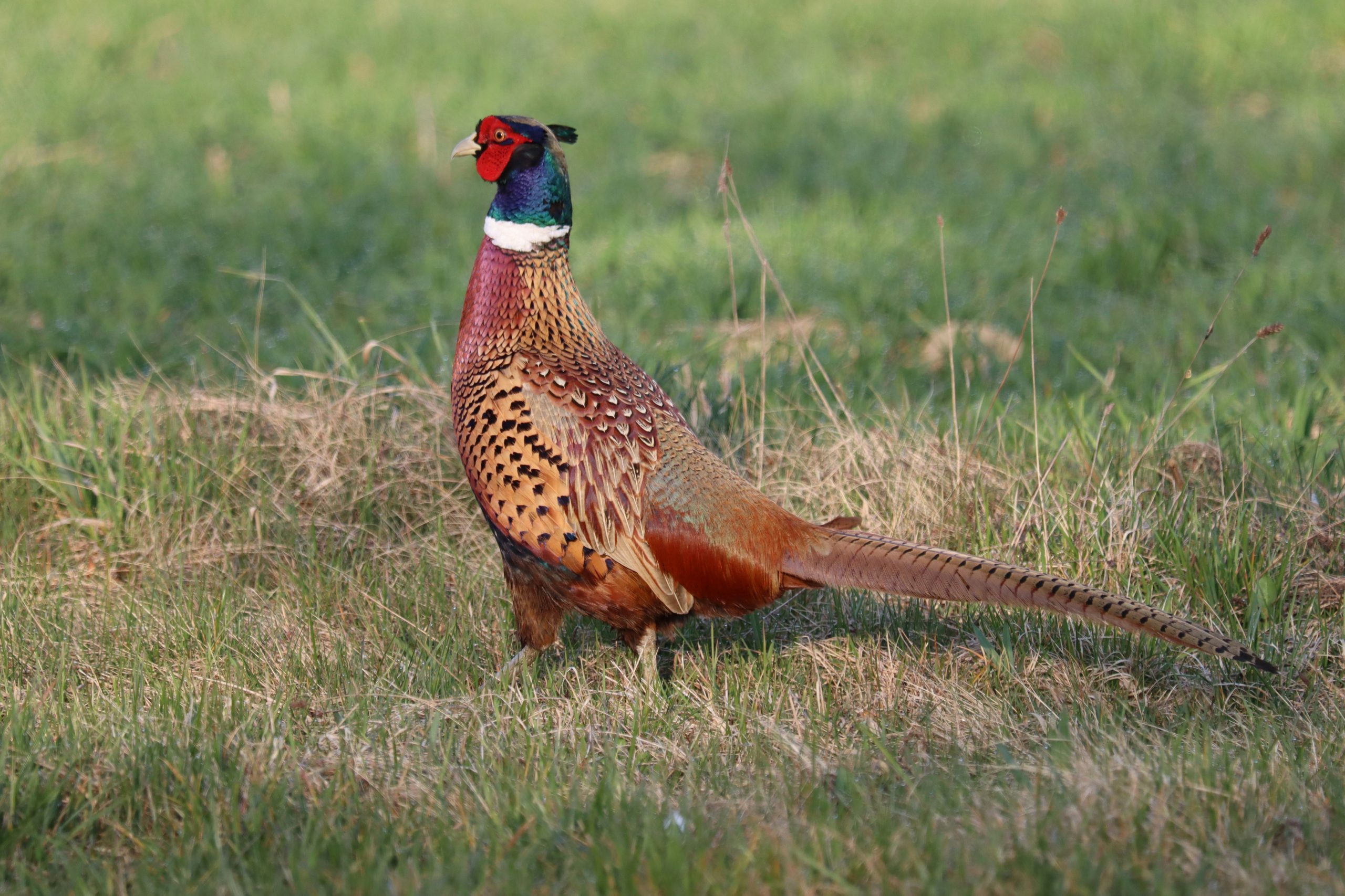 A plump quail with distinctive gray feathering stands poised in natural foliage, an ideal target for Bird Hunts